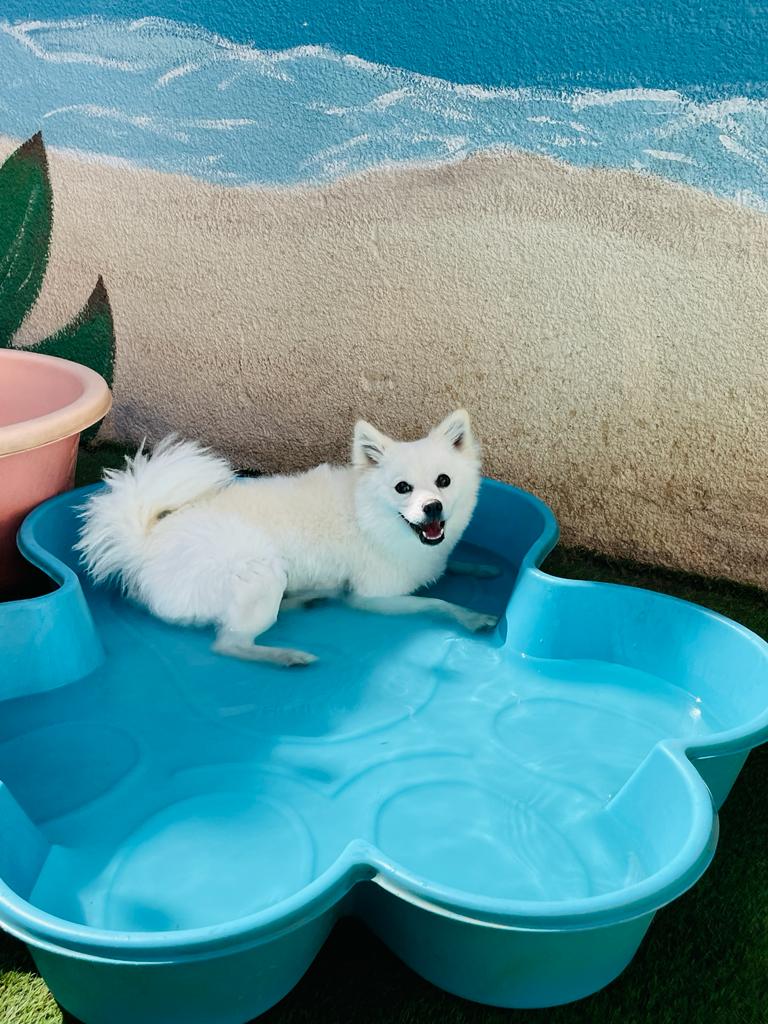 My Buddy Pet Care Best pet care in Dubai